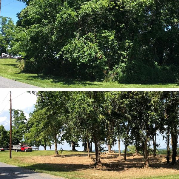 Invasive Plant Removal