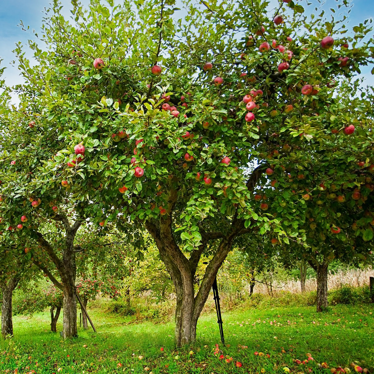 The Fruit Tree Management Program: Turning Overgrown Liabilities into Orchard-Quality Assets