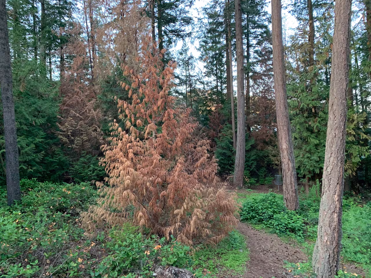 Dead Cedar Trees: The Disturbing Decline of Cedar Trees in Victoria, BC