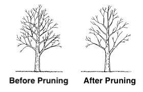 The Benefits Of Tree Pruning