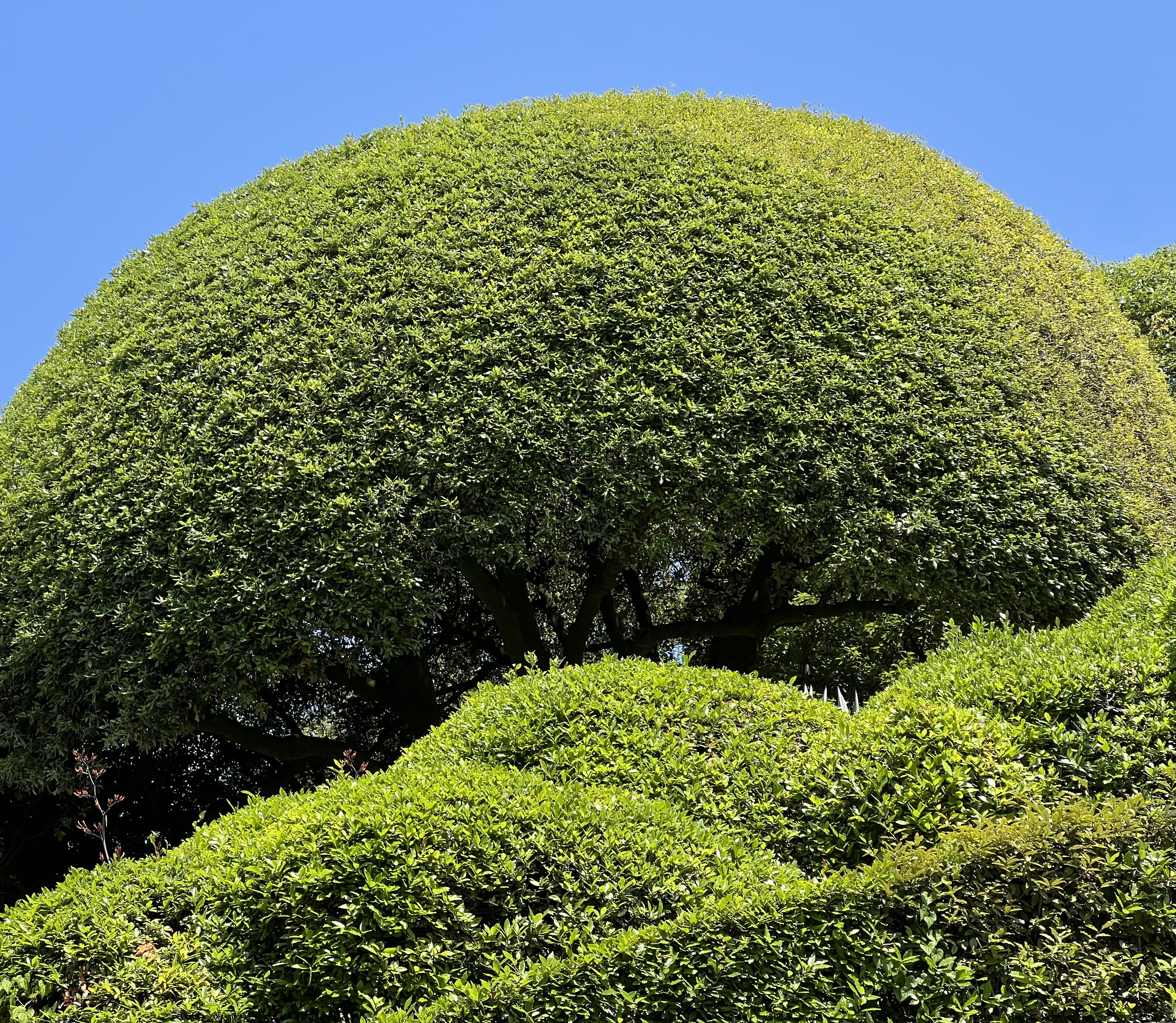 Topiary, 2023
