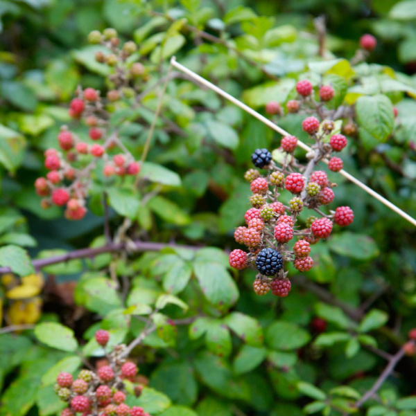 Blackberry Bush Removal - A Comprehensive Guide