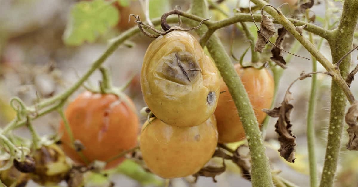 Diseased tomatoes