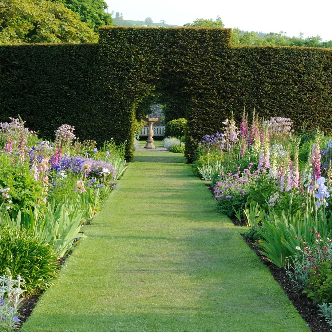 The Science of Hedge Restoration: Revitalizing Overgrown Privacy Screens